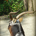 20090618 0634DSCw [D~OS] Kleiner Kudu, Zoo Osnabrück