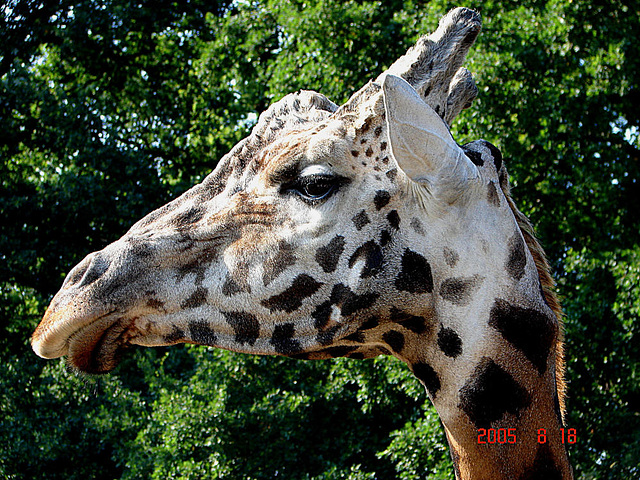 20050818 0056DSCw [NL] Netzgiraffe, Emmen