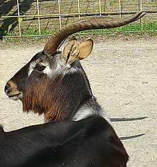 20090618 0635DSCw [D~OS] Kleiner Kudu, Zoo Osnabrück