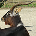 20090618 0635DSCw [D~OS] Kleiner Kudu, Zoo Osnabrück