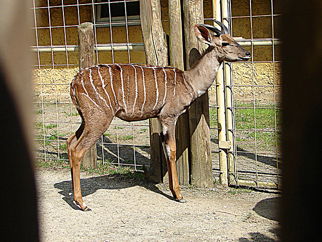 20090618 0636DSCw [D~OS] Kleiner Kudu, Zoo Osnabrück