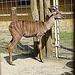20090618 0636DSCw [D~OS] Kleiner Kudu, Zoo Osnabrück