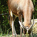 20090618 0637DSCw [D~OS] Blässbock (Damaliscus dorcas) [Buntbock], Zoo Osnabrück