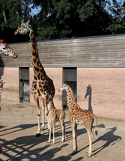 20050818 0057DSCw [NL] Netzgiraffe, Emmen