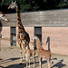 20050818 0057DSCw [NL] Netzgiraffe, Emmen