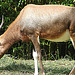 20090618 0638DSCw [D~OS] Blässbock (Damaliscus dorcas) [Buntbock], Zoo Osnabrück