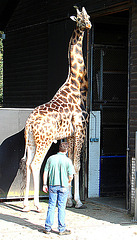 20050818 0058DSCw [NL] Netzgiraffe, Emmen