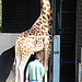 20050818 0058DSCw [NL] Netzgiraffe, Emmen