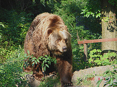 20050818 0042DSCw [NL] Kodiakbär (Ursus arctos middendorffi), Emmen