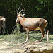 20090618 0639DSCw [D~OS] Blässbock (Damaliscus dorcas) [Buntbock], Zoo Osnabrück