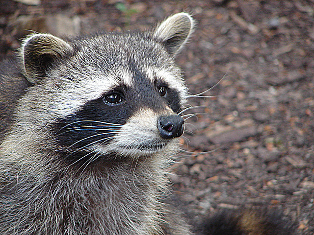 20090618 0642DSCw [D~OS] Waschbär, Zoo Osnabrück