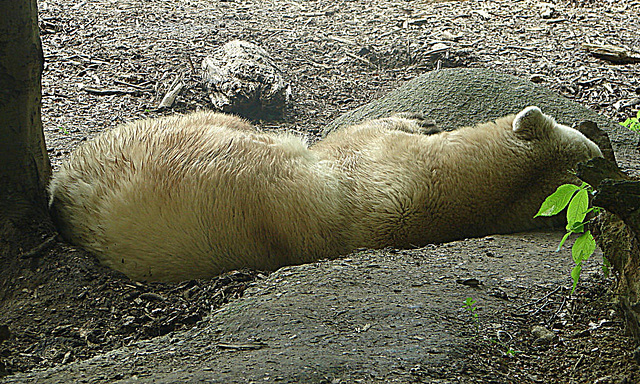 20090618 0643DSCw [D~OS] Mischlingsbär [Vater: Eisbär (Ursus maritimus) + Mutter: Braunbär (Ursus arctos), geb. im Zoo 2004, Osnabrück