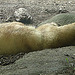 20090618 0643DSCw [D~OS] Mischlingsbär [Vater: Eisbär (Ursus maritimus) + Mutter: Braunbär (Ursus arctos), geb. im Zoo 2004, Osnabrück