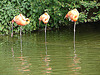 20090618 0644DSCw [D~OS] Kuba-Flamingo (Phoenicopterus ruber), Zoo Osnabrück