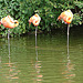 20090618 0644DSCw [D~OS] Kuba-Flamingo (Phoenicopterus ruber), Zoo Osnabrück