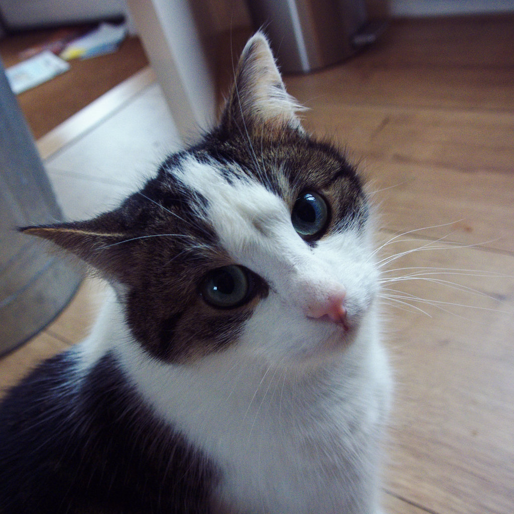 Human, my bowl is empty.