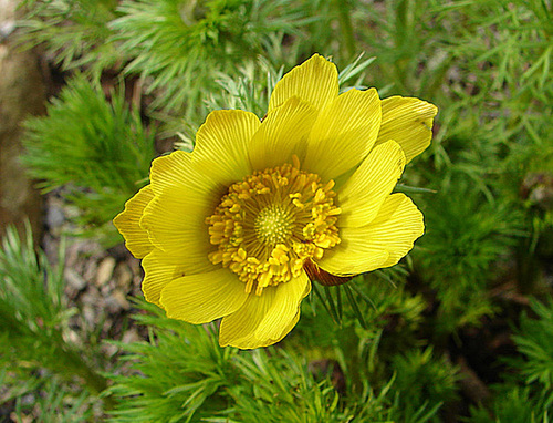 20060420 0229DSCw [D~LIP] Adonisröschen (Adinis vernalis), Bad Salzuflen