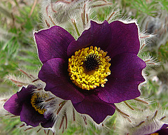 20060420 0233DSCw [D~LIP] Küchenschelle [Kuhschelle] (Pulsatilla vulgaris), Bad Salzuflen