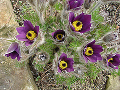 20060420 0234DSCw [D~LIP] Küchenschelle [Kuhschelle] (Pulsatilla vulgaris), Bad Salzuflen