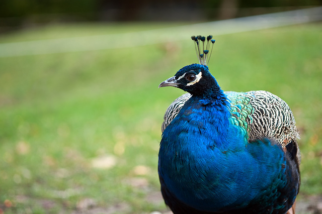 Peacock