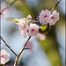 Waxeye feeding in Spring blossom.