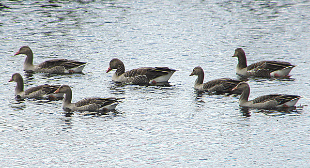 20090625 4028DSCw [D~MI] Graugans (Anser anser), Großes Torfmoor, Hille