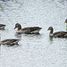 20090625 4028DSCw [D~MI] Graugans (Anser anser), Großes Torfmoor, Hille