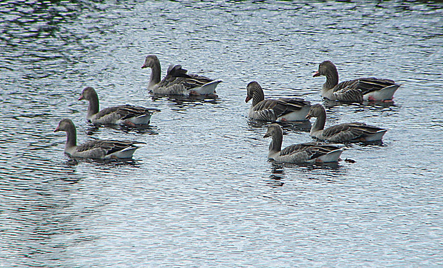 20090625 4029DSCw [D~MI] Graugans (Anser anser), Großes Torfmoor, Hille