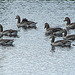 20090625 4029DSCw [D~MI] Graugans (Anser anser), Großes Torfmoor, Hille