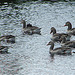 20090625 4031DSCw [D~MI] Graugans (Anser anser), Großes Torfmoor, Hille