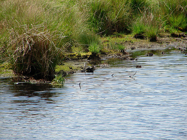 20090625 4034DSCw [D~MI] Großes Torfmoor, Hille