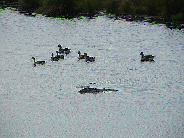 20090625 4035DSCw [D~MI] Graugans (Anser anser), Großes Torfmoor, Hille