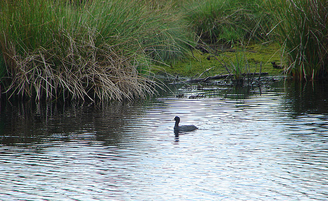 20090625 4037DSCw [D~MI] Blässhuhn (Fulica atra), Großes Torfmoor, Hille