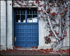 Blue Doors and Vine