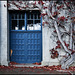 Blue Doors and Vine