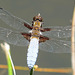 Libellula depressa, libellule déprimée (famille des Libellulidés, ordre des Odonates, insectes)