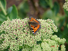 20050812 0021DSCw [D~LIP] Kleiner Fuchs (Aglais urticar), Bad Salzuflen