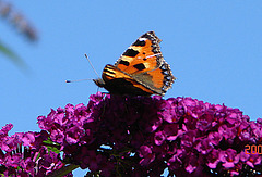 20050812 0017DSCw Kleiner Fuchs (Aglais urticae), Schmetterlingsstrauch (Buddleja davidii 'Royal Red'), Bad Salzuflen