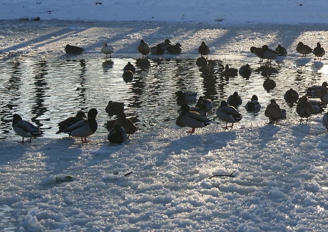 frozen duck