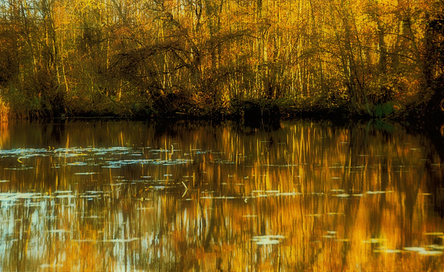 rêve en jaune