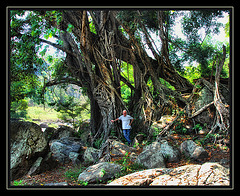 jungle trees