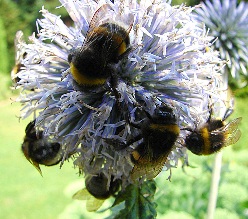 20060723 0594DSCw [D~LIP] Dunkle Erdhummel (Bombus terristris), Kugeldistel (Echinops), BS
