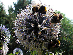 20060723 0592DSCw Gartenhummel (Bombus hortorum), Kugeldistel (Echinops)