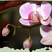 orchidée 4
