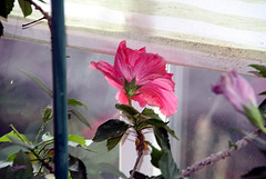 fleur hibiscus