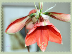 amaryllis 1