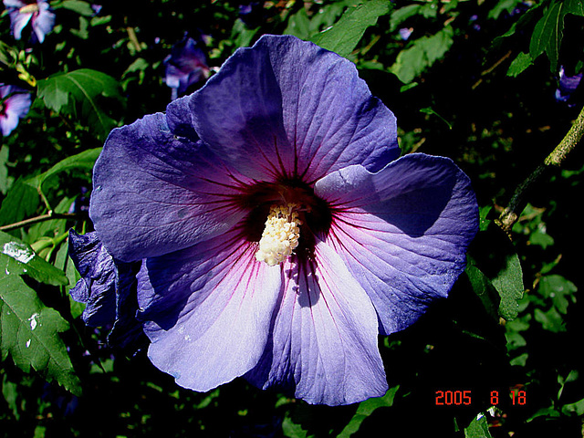 20050818 0019DSCw [NL] Straucheibisch (Hibiskus syriacus), Emmen