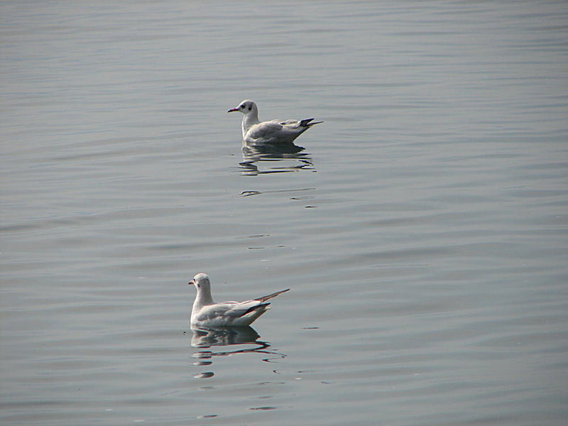 20050924 290DSCw [I] Lachmöwe (Chroicocephalus ridibundus), Cannero, Lago Maggiore, Piemont