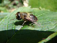 20050812 0020DSCw [D~LIP] Mistbiene (Eristalis tenax), Bad Salzuflen