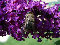 20050812 0019DSCw [D~LIP] Mistbiene (Eristalis tenax), Schmetterlingsstrauch (Buddleja davidii 'Royal Red'), Bad Salzuflen